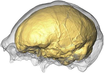 From Smart Apes to Human Brain Boxes. A Uniquely Derived Brain Shape in Late Hominins Clade